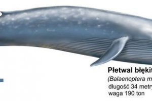 Plavi kit - ocean gospodin